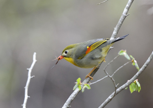 2012　05　25　在庫から　御山の麓の野鳥達_d0127815_10142890.jpg