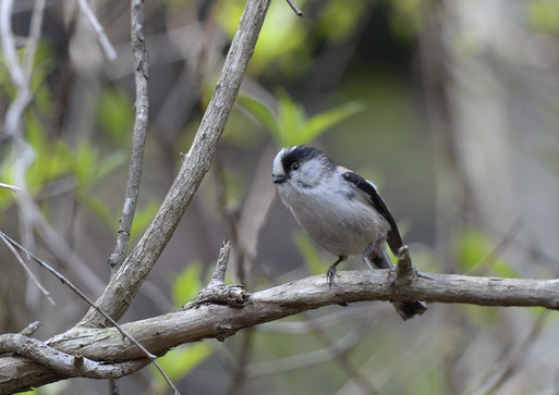 2012　05　25　在庫から　御山の麓の野鳥達_d0127815_10182042.jpg