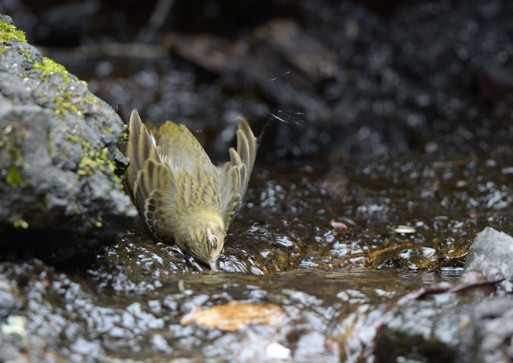 2012　05　25　在庫から　御山の麓の野鳥達_d0127815_10213669.jpg