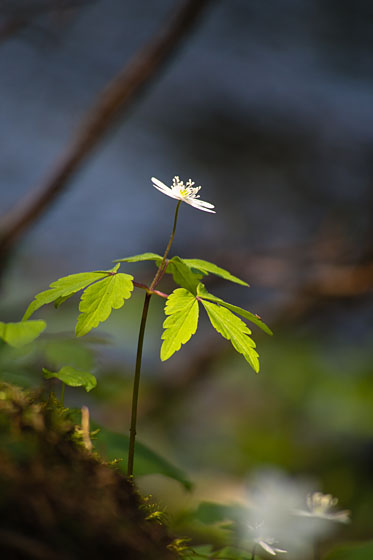 花咲く小道２_e0025030_10143278.jpg