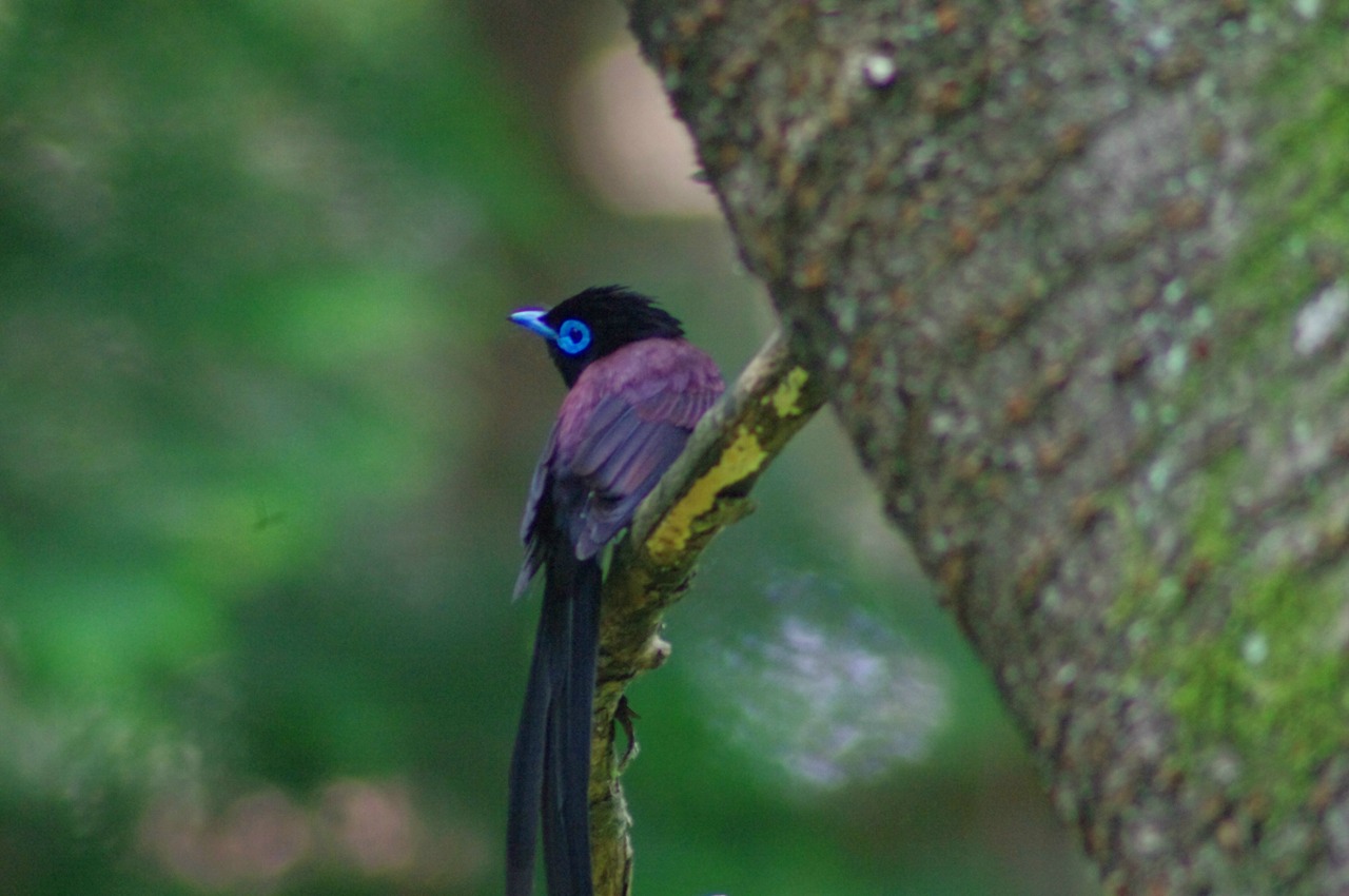 サンコウチョウその３_a0137431_108388.jpg