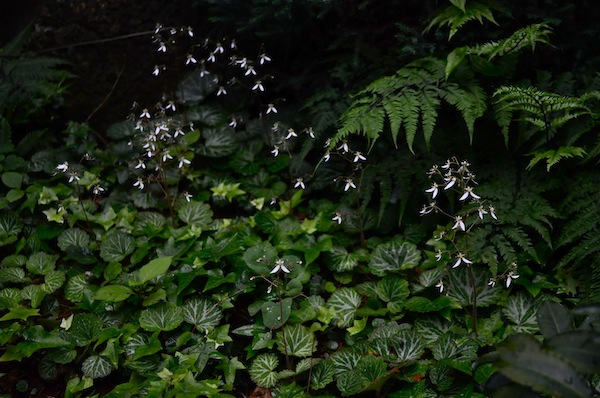 ユキノシタ_b0172633_2357332.jpg