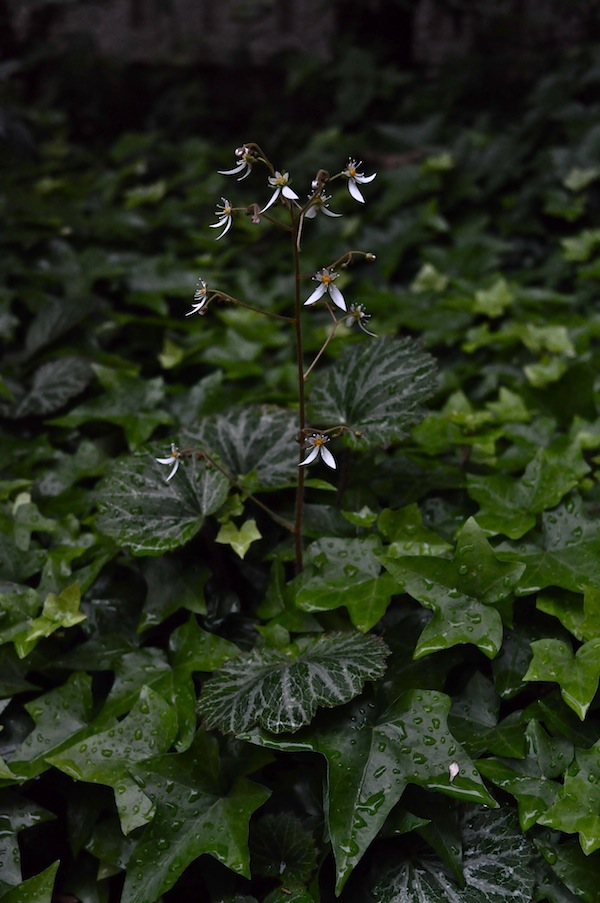 ユキノシタ_b0172633_2357531.jpg