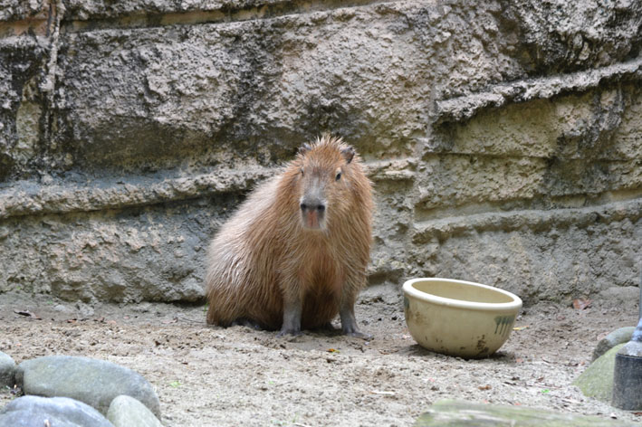 カピバラさんと黒い助っ人_b0245634_18422561.jpg