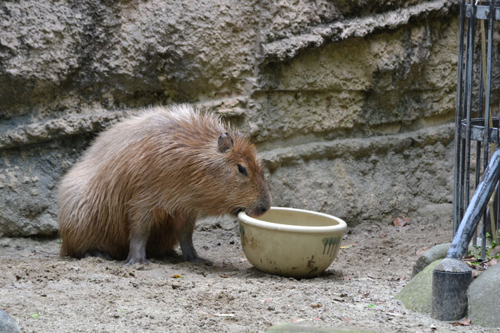 カピバラさんと黒い助っ人_b0245634_18454119.jpg