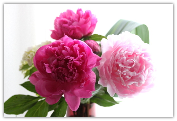 芍薬のアレンジメント 平日 会社を休んだら 芍薬のアレンジメント 平日 会社を休んだら