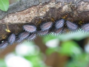 タマカタカイガラムシとアカホシテントウ 幸せな時間