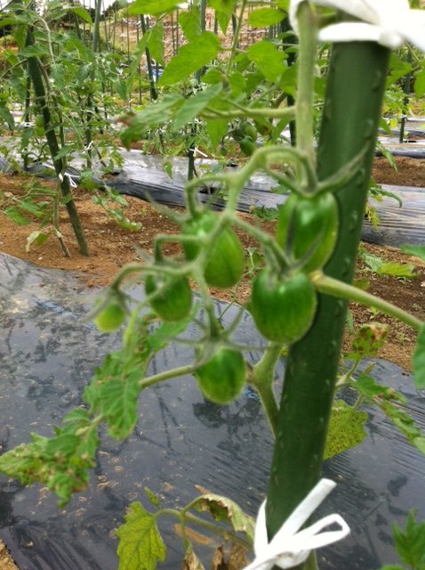 トマトの脇芽摘み＆紐で結わき直し・は毎日です_c0222448_1425180.jpg
