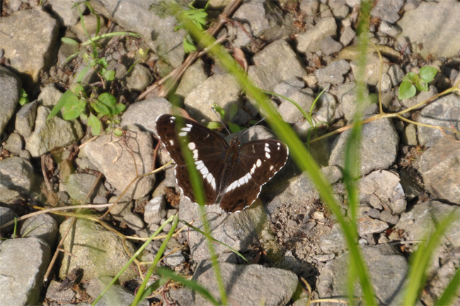 e0194952_814586.jpg