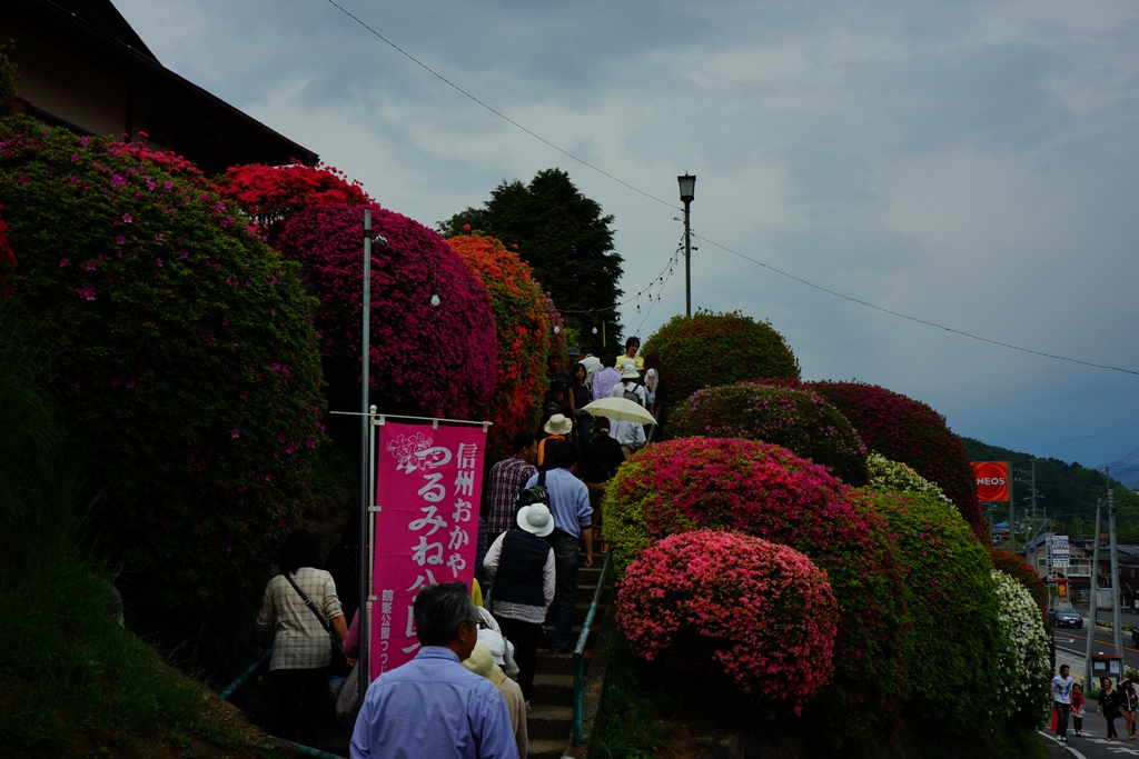 azalea 2 （長野県岡谷市　鶴峯公園つつじ祭り２）_e0223456_922696.jpg