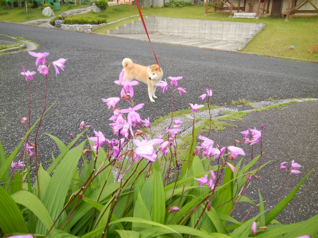 ５月２５日（金）セザンヌ展を観に行ってくるね～！_f0060461_725988.jpg