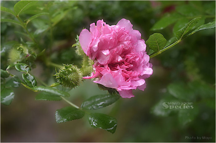 *My Roses・・・Species*_c0044166_224455.jpg