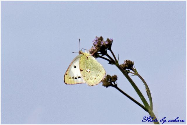 チョウチョ、お花にと・ま・れ！_d0102968_5421521.jpg