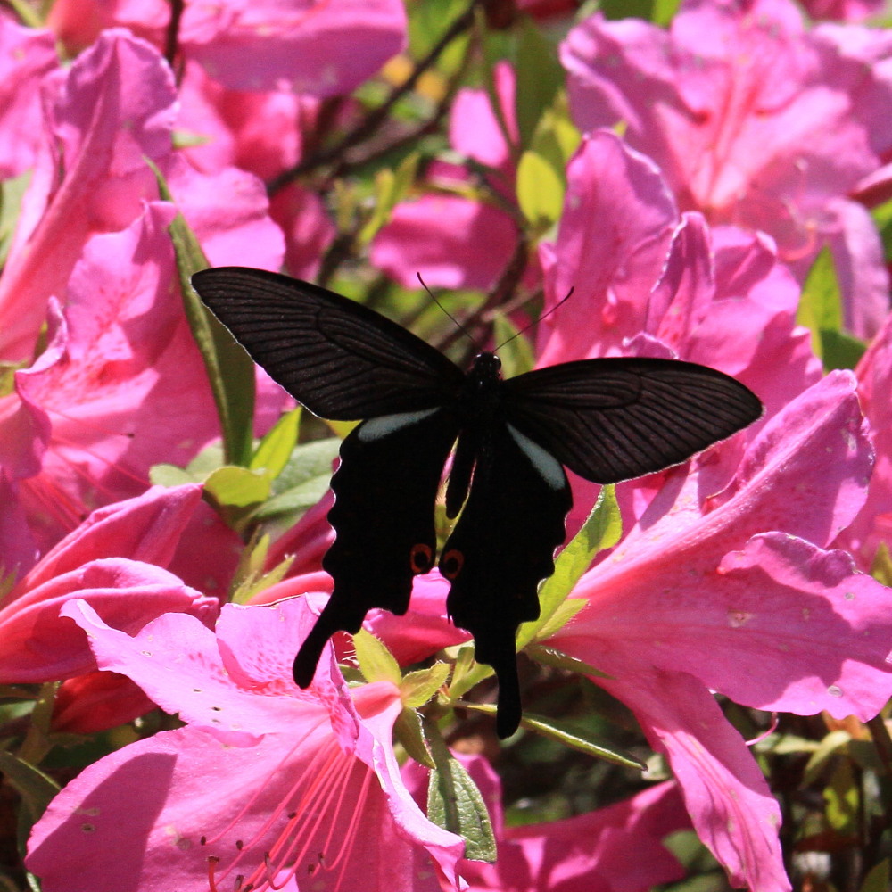 オナガアゲハ　　♀雌もたくさん。　　2012.5.19埼玉県④_a0146869_59747.jpg