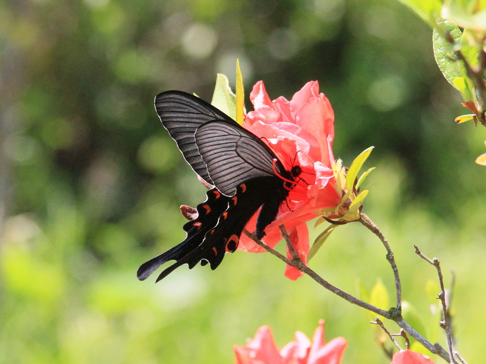 オナガアゲハ　　♀雌もたくさん。　　2012.5.19埼玉県④_a0146869_60127.jpg