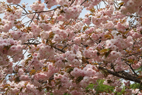 公園の山桜♪_a0018671_1242283.jpg