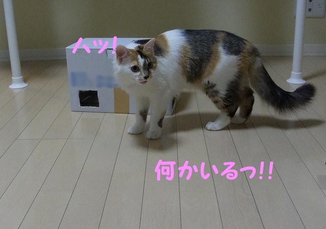 るー、新入り子猫とご対面_a0266372_2244617.jpg