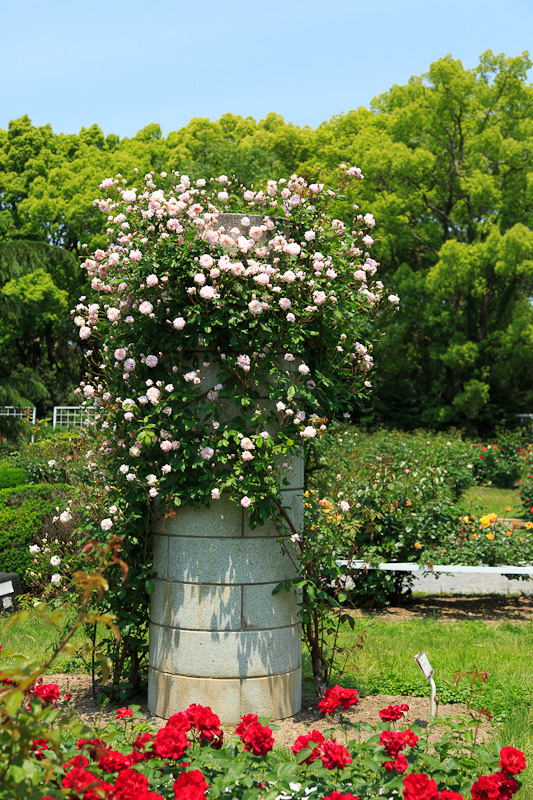 植物園・バラ園へ_f0224083_19591079.jpg