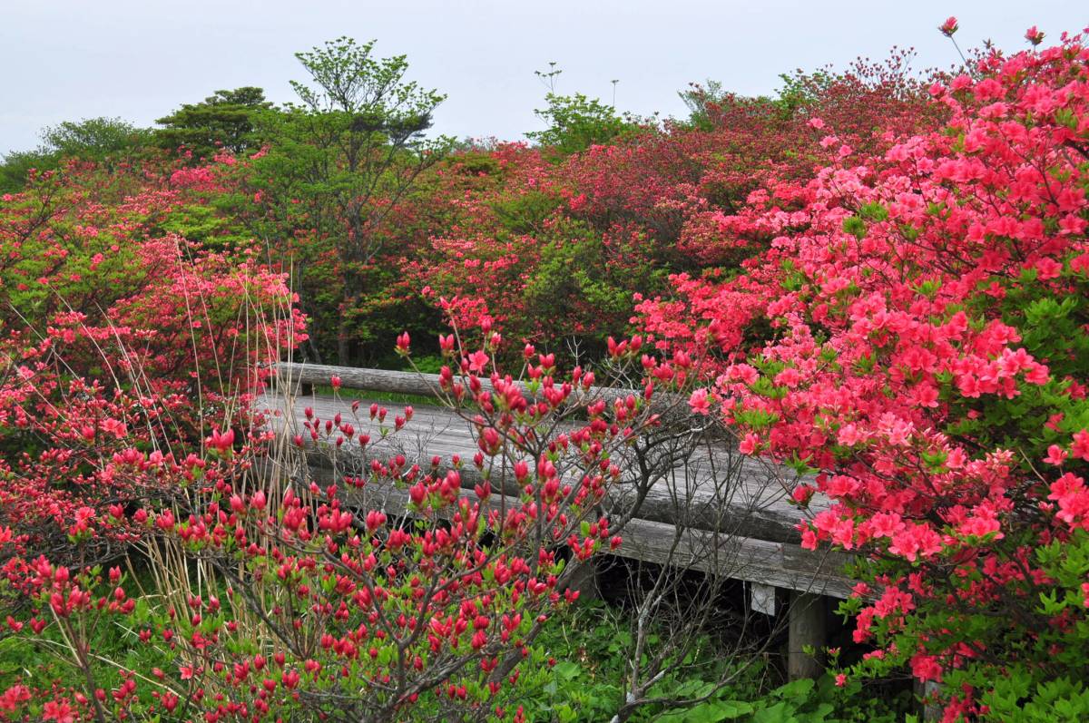 2012八幡つつじ開花状況その3_a0011690_23175690.jpg