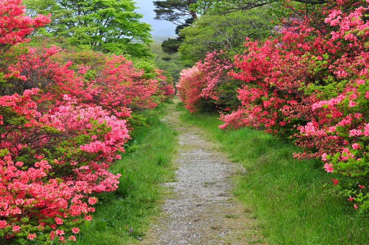 2012八幡つつじ開花状況その3_a0011690_23271387.jpg