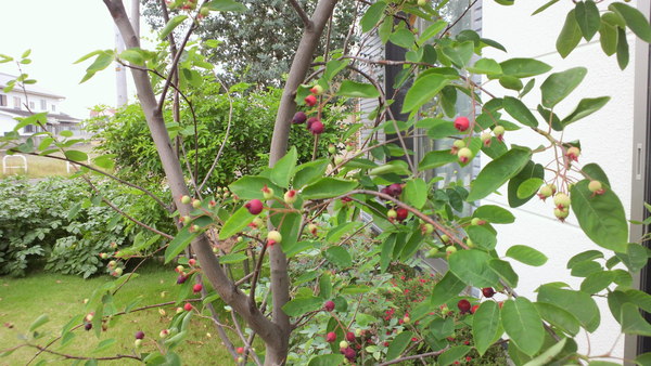 b0227193_9554059.jpg