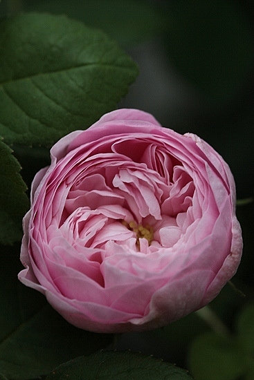 Duchesse de Montebello_e0209997_044536.jpg