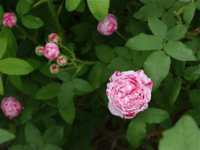e0163202_20122017.jpg