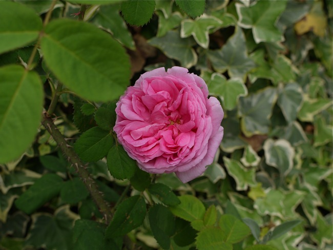 e0163202_20134462.jpg