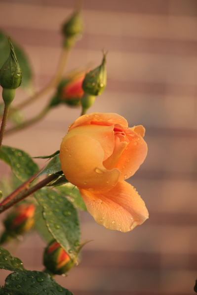 2012年薔薇の開花がはじまりました。_d0001008_844122.jpg