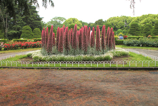 京都府立植物園Ⅰ すごく大きい_e0048413_20512963.jpg