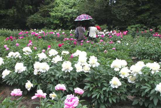 京都府立植物園Ⅰ すごく大きい_e0048413_20545825.jpg