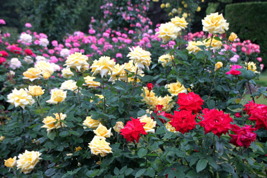 府立植物園2 バラ園満開_e0048413_2146543.jpg