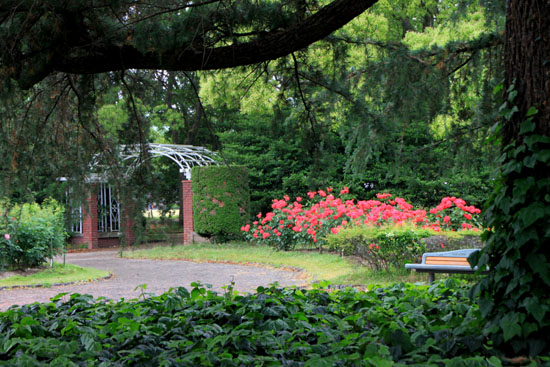 府立植物園2 バラ園満開_e0048413_2147740.jpg