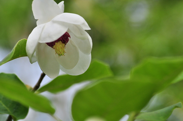 綿帽子をかぶった花嫁_f0017413_1934167.jpg