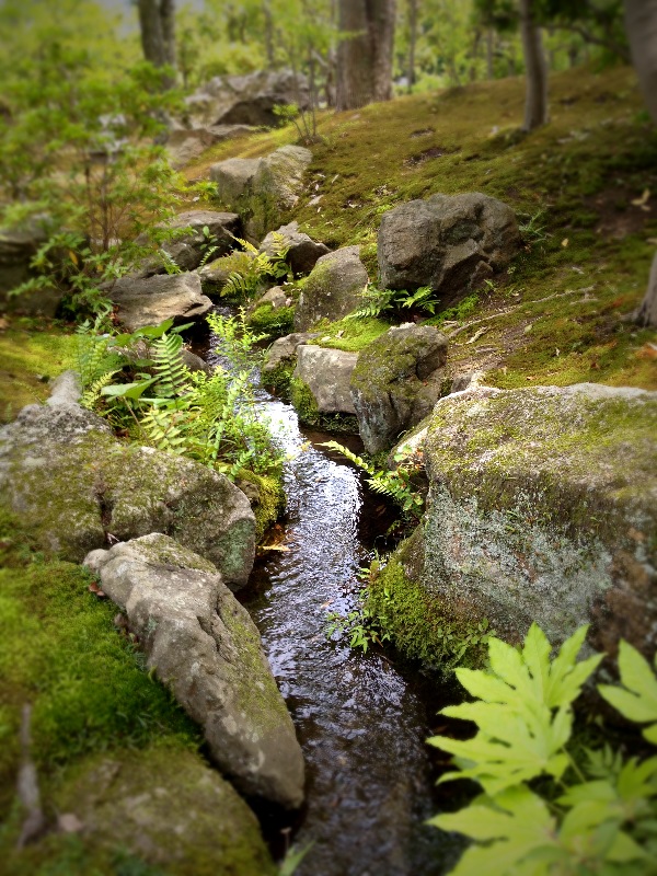 喜楽亭で味わうドタバタな日本茶_b0220318_2293114.jpg