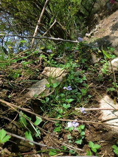 大山（神奈川県）1252M　2012.5.19_d0130927_1440112.jpg