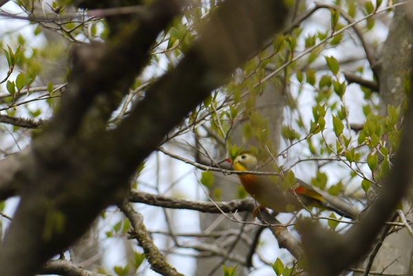 明神ヶ岳で不思議な野鳥と出合う　その２_c0196928_18391735.jpg