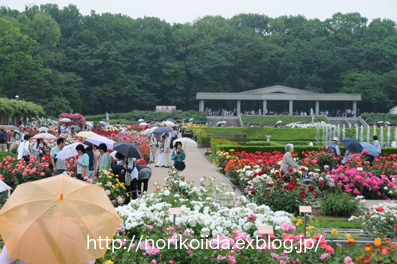 5/25☆しっとりと美しい雨の神代植物公園のバラ園☆イザベル・デ・オルディツ_d0086230_841826.jpg