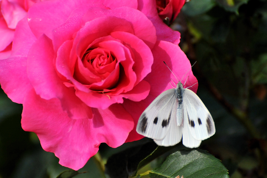 花とか蝶とかを撮影_d0148541_20575290.jpg
