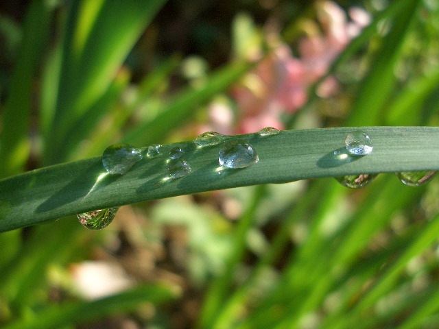 雨あがり・・・・。_a0169248_7582791.jpg