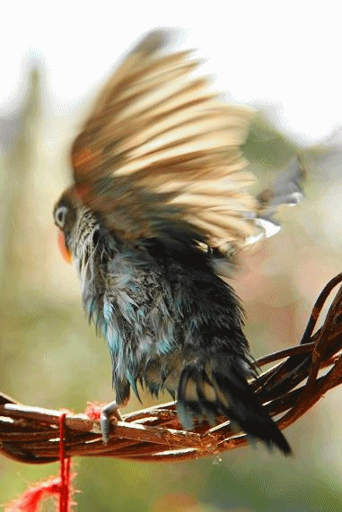 c0145250_14435549.gif