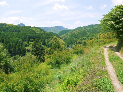 南高梅 山あいの南光梅 元気に育ってます_a0254656_16304475.jpg