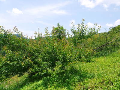 南高梅 山あいの南光梅 元気に育ってます_a0254656_177527.jpg