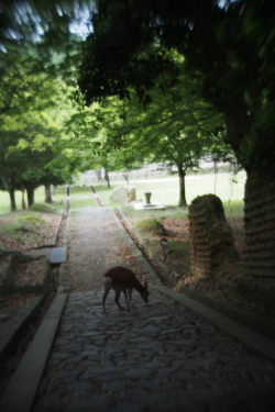 京都・奈良新緑の旅 - 6_f0214858_1344567.jpg