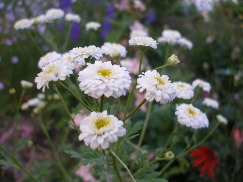 春の花から　初夏の花へ。_b0084961_19352343.jpg