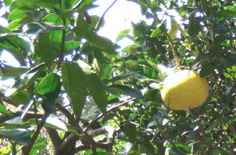 a0053063_1211456.jpg