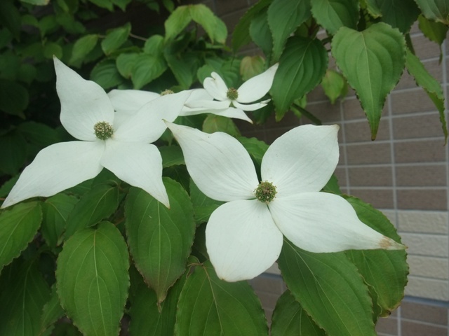 住宅街にヤマボウシの花が～_e0101769_2130716.jpg