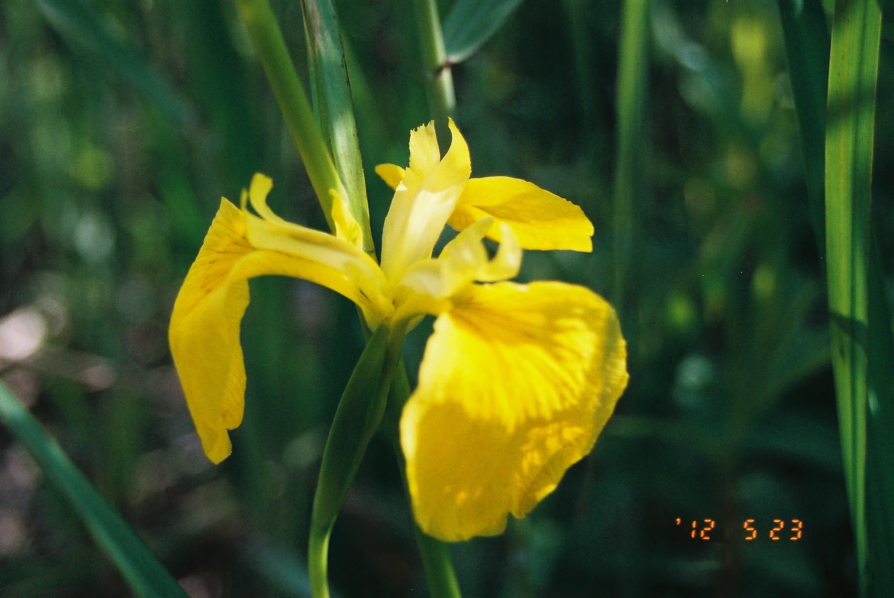 12.05.27 水元公園とご近所の花 !! （おまけ付）_e0240573_1695128.jpg