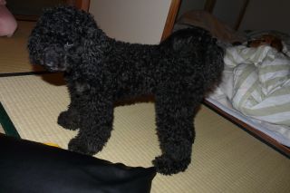 2012年5月26日 ヴェンタリオテーブル_b0098584_2084037.jpg