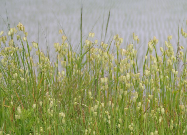 琵琶湖岸のお花畑_c0144185_12214464.jpg